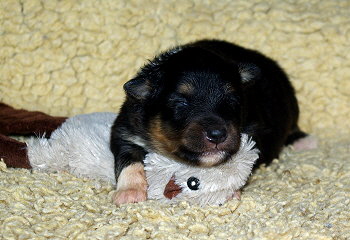 Nima vom Affinger Bach, 2 Wochen alt