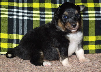 Nima vom Affinger Bach, 3 Wochen alt