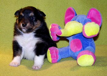 Nima vom Affinger Bach, 4 Wochen alt