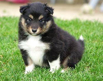 Nima vom Affinger Bach, 5 Wochen alt 