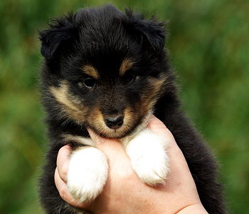 Nima vom Affinger Bach, 6 Wochen alt