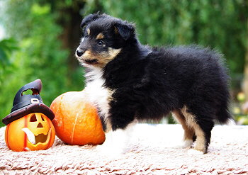 Nima vom Affinger Bach, 7 Wochen alt 