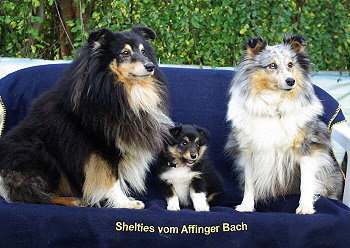 Nima vom Affinger Bach, 8 Wochen alt, zusammen mit ihren Eltern