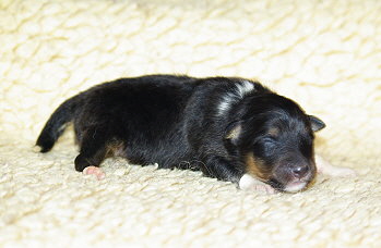 Nima vom Affinger Bach, 9 Tage alt