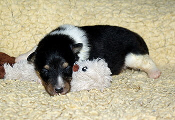 Nandi vom Affinger Bach, 2 Wochen alt