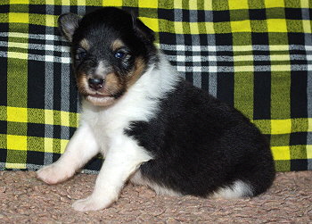 Nandi vom Affinger Bach, 3 Wochen alt