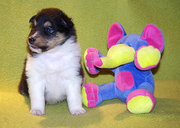 Nandi vom Affinger Bach, 4 Wochen alt 