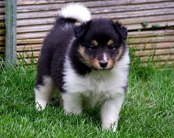 Nandi vom Affinger Bach, 5 Wochen alt 