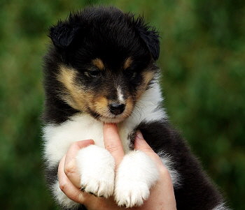 Nandi vom Affinger Bach, 6 Wochen alt 