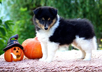 Nandi vom Affinger Bach, 7 Wochen alt 