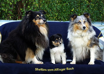 Nandi vom Affinger Bach, 8 Wochen alt, zusammen mit ihren Eltern