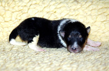 Nandi vom Affinger Bach, 9 Tage alt 