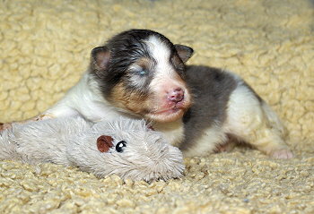 Nilaja vom Affinger Bach, 2 Wochen alt 