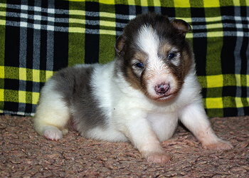 Nilaja vom Affinger Bach, 3 Wochen alt 