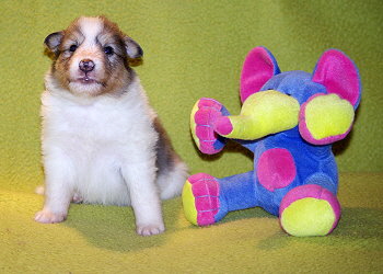 Nlaja vom Affinger Bach, 4 Wochen alt 