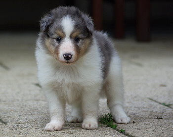 Nilaja vom Affinger Bach, 5 Wochen alt 