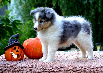 Nilaja vom Affinger Bach, 7 Wochen alt 