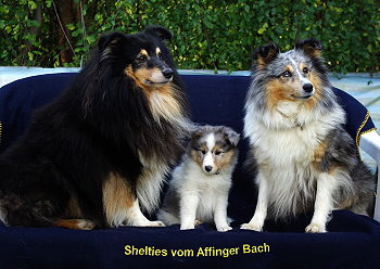 Nilaja vom Affinger Bach, 8 Wochen alt, zusammen mit ihren Eltern