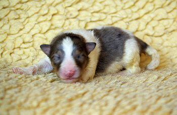 Nilaja vom Affinger Bach, 9 Tage alt 