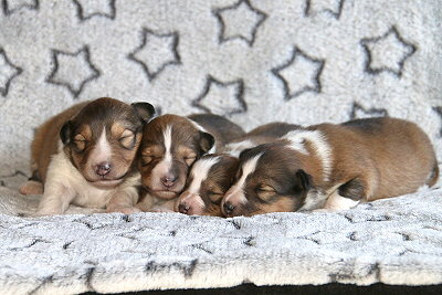 N3-Wurf vom Affinger Bach, 1 Woche alt 