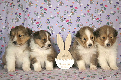 N3-Wurf vom Affinger Bach, 4 Wochen alt