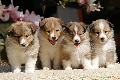 N3-Wurf vom Affinger Bach, 6 Wochen alt