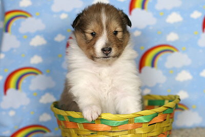 Netti vom Affinger Bach, 3 Wochen alt