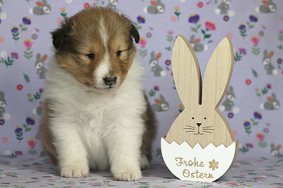 Netti vom Affinger Bach, 4 Wochen alt