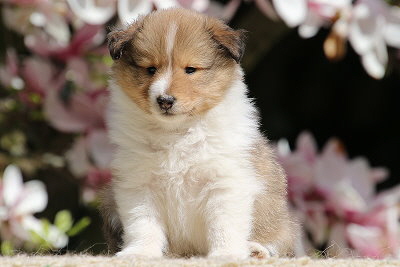 Netti vom Affinger Bach, 5 Wochen alt