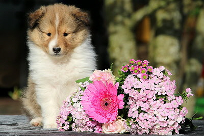 Netti vom Affinger Bach, 6 Wochen alt