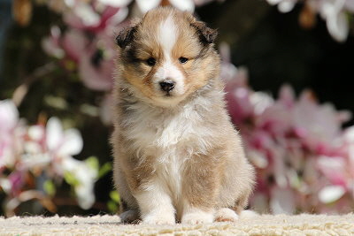 Najaah vom Affinger Bach, 5 Wochen alt