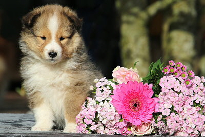 Najaah vom Affinger Bach, 6 Wochen alt