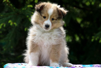 Najaah vom Affinger Bach, 8 Wochen alt