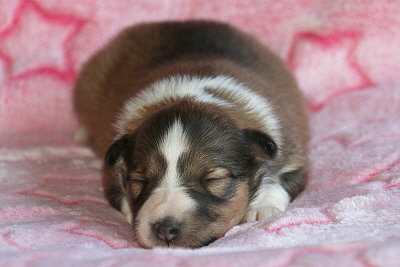 Neila vom Affinger Bach, 1 Woche alt