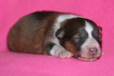 Neila vom Affinger Bach, 4 Tage alt