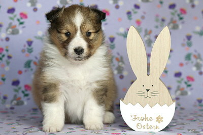 Neila vom Affinger Bach, 4 Wochen alt