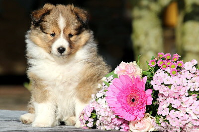 Neila vom Affinger Bach, 6 Wochen alt