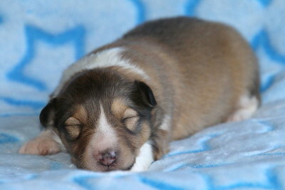 Nike vom Affinger Bach, 1 Woche alt