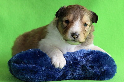 Nike vom Affinger Bach, 2 Wochen alt