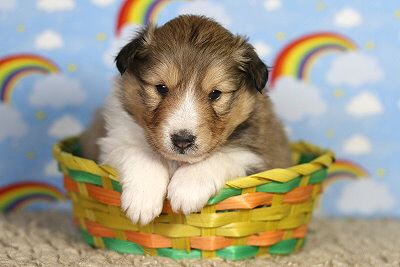 Nike vom Affinger Bach, 3 Wochen alt