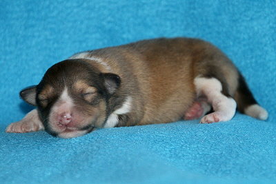 Nike vom Affinger Bach, 4 Tage alt