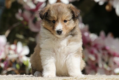 Nike vom Affinger Bach, 5 Wochen alt