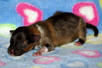 Odin vom Affinger Bach, 1 Tag alt