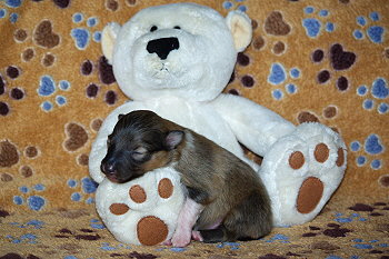 Odin vom Affinger Bach, 1 Woche alt 