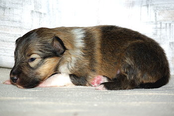 Odin vom Affinger Bach, 2 Wochen alt 