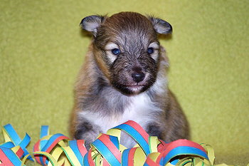 Odin vom Affinger Bach, 3 Wochen alt 