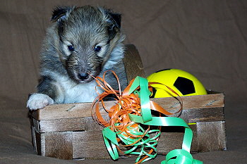 Odin vom Affinger Bach, 4 Wochen alt 