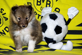 Odin vom Affinger Bach, 5 Wochen alt 