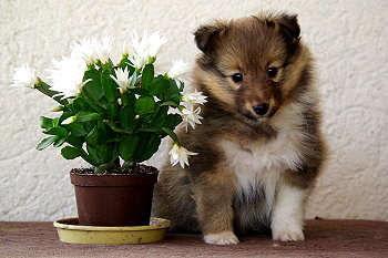 Odin vom Affinger Bach, 6 Wochen alt 