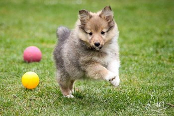 Odin vom Affinger Bach, 8 Wochen alt 